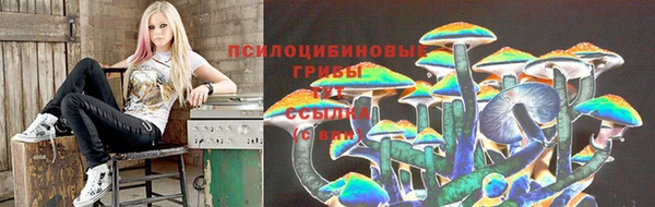 прущие грибы Баксан
